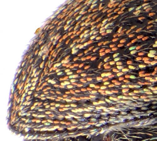 Sitona suturalis